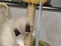 -爱佳宠物中心医院24H·CT·骨外科·猫专科(瑶海万达店)