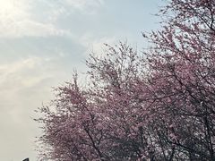 -八大山人梅湖景区