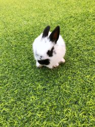 -萌宠亲子动物乐园(槐房万达店)