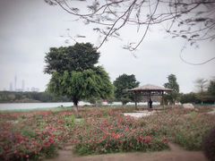 -海珠湖公园