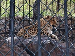 -大连森林动物园