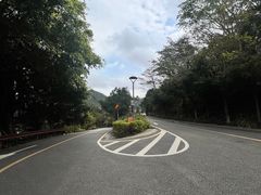 -深圳仙湖植物园