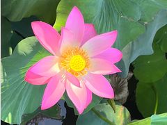 -莲池书院博物馆