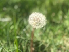 -莱阳濯村樱花园