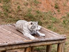 -石家庄市动物园