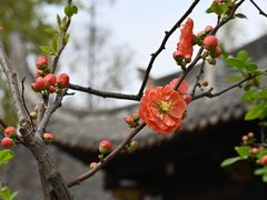 -成都市文殊院