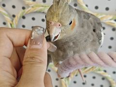 -吉丁鸟咖·异宠·寄养