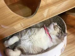 -白兔子密室(长寿路店)