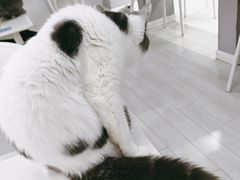 -喵的天空名猫咖啡馆·撸猫·猫舍·用品