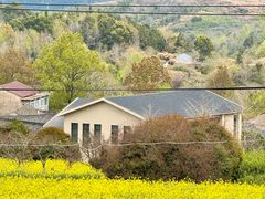 -桑洲油菜花景区