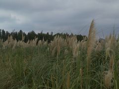 -三垟湿地
