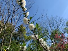 -南汇桃花村