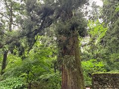 -天目山大树王景区
