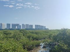 -北海金海湾红树林生态旅游区
