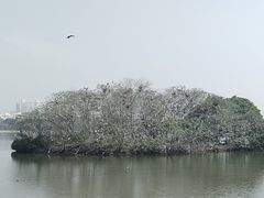 -海珠湖公园