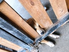 -柴犬高等学院·狗咖·柴犬售卖·宠物训练