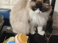 -平行世界·猫咖(首经贸店)