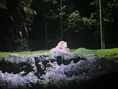 -夜间野生动物园