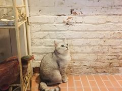 -猫咪博物馆(顶澳仔猫街店)