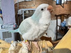 -深圳鸟咖鹦花岛