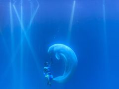 -芜湖新华联大白鲸海洋公园