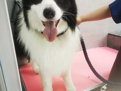 -宠福鑫康馨动物医院·骨科·眼科