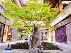 -瑞虹新天地月亮湾