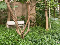 -百年果林椰子鸡(中洲店)