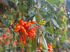 -天适樱花悠乐园