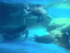 -海合安成都极地海洋公园