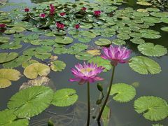 -国家植物园南园