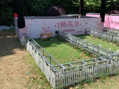 -金鸡湖桃花岛