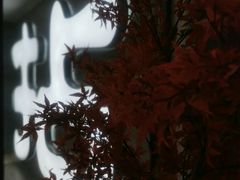 -拈菜(观音桥阳光世纪店)