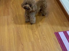 -爱侣宠医·鹦鹉专科·小型哺乳类·异宠专科(灵石路店)