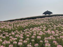 -径山花海