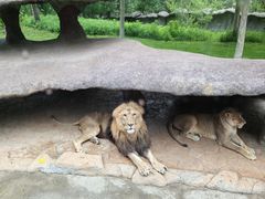 -北京野生动物园