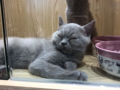 -屋虎猫馆(宝安大仟里店)
