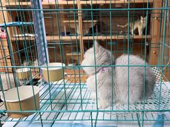 -喵百万·布偶·蓝金金渐层英短·猫舍(百子湾店)