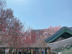-桃花堤公园