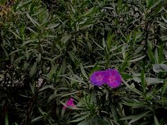 -三圣花乡旅游区