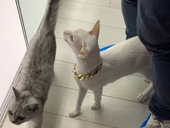 -喵的天空名猫咖啡馆·撸猫·猫舍·用品