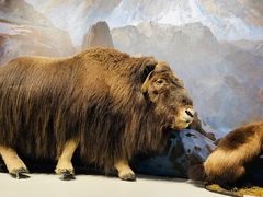 -陕西自然博物馆