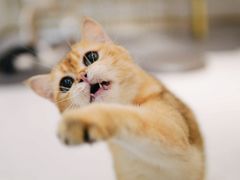 -飞行喵MR PILOT|猫舍·猫咖(静安大融城店)