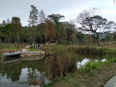 -中山市树木园
