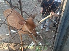 -长白岛森林公园