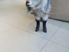 -怪兽屋·羊驼·猫咖·狗咖(俊华广场店)