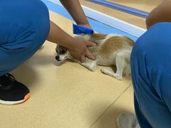 -小叮当动物医院·骨科·眼科