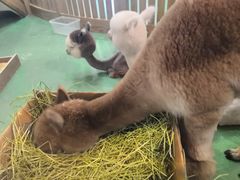 -藦茜花园宠物主题亲子互动体验馆(国顺东路店)