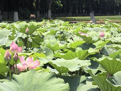 -范蠡湖公园