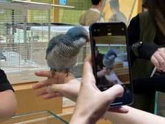 -帕帕拉兹宠物(亚洲旗舰店)